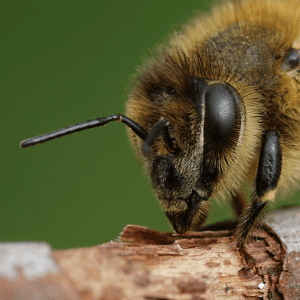 las antenas de las abejas, comprar miel online