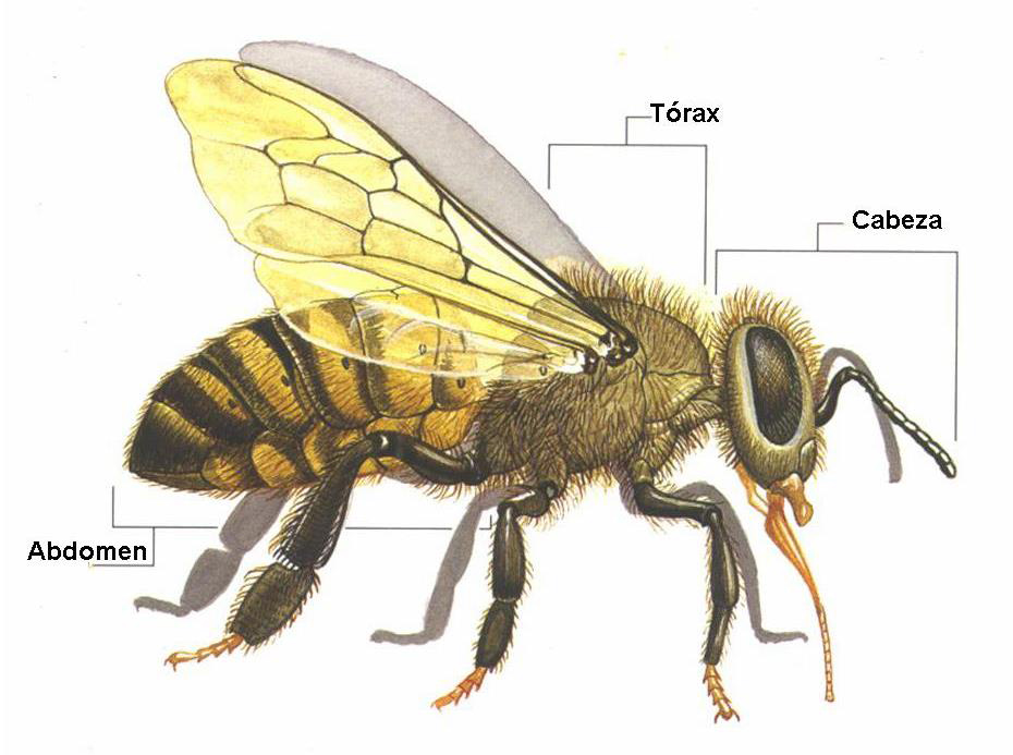 abeja-anatomia-externa