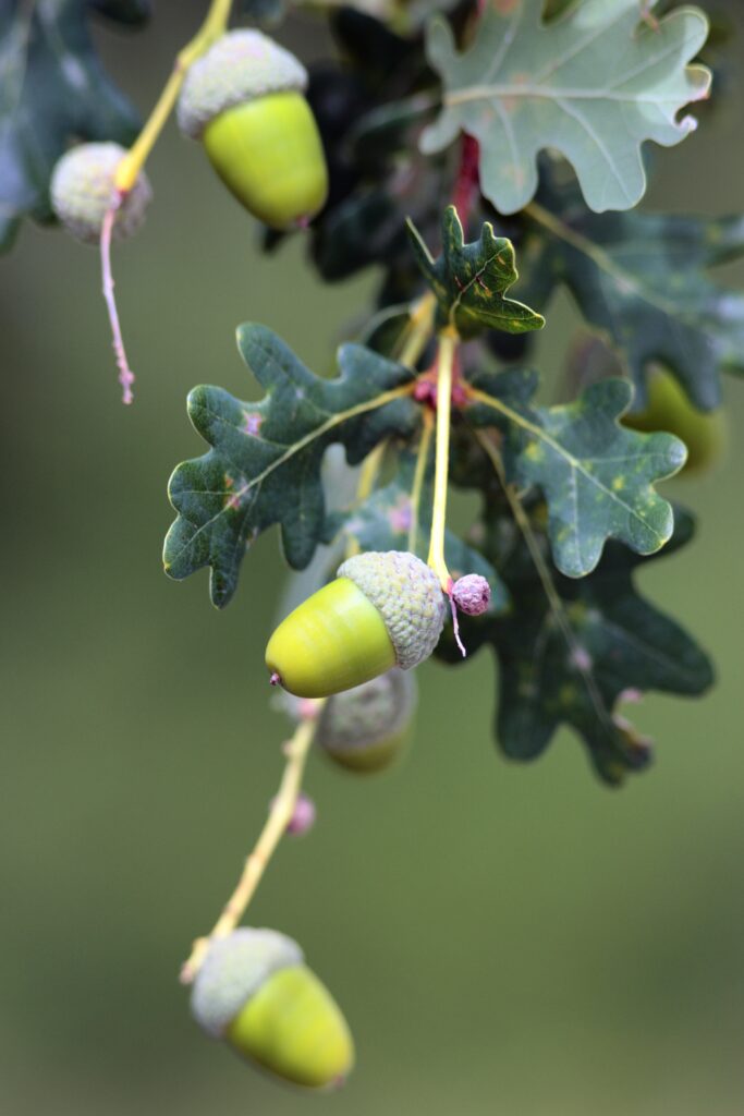 comprar miel de bosque cruda y pura