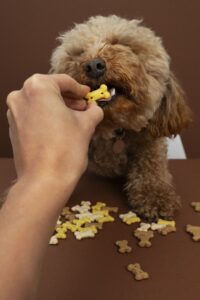 Receta casera: galletas naturales con polen de abeja para perros