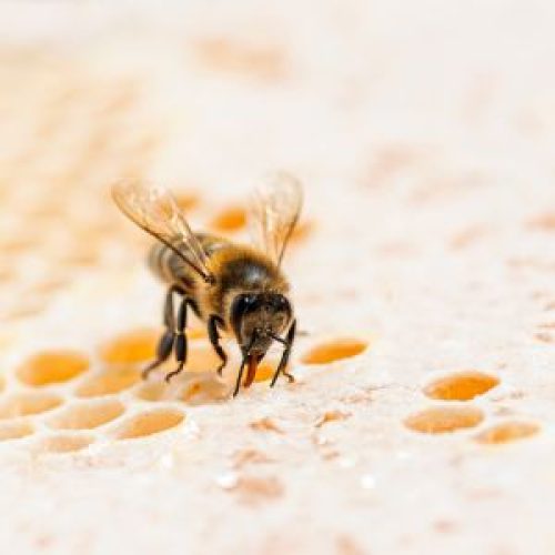Recetas y Noticias sobre Miel Cruda y Polen Natural