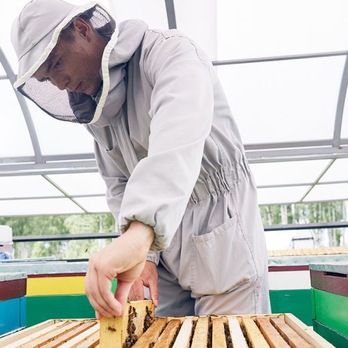 young-beekeeper-working-in-apiary-2021-04-02-23-20-32-utc.jpg